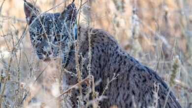 Молодой иберийский рысь замечен на востоке Мадрида: надежда для редкого вида