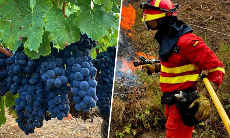 Wildfires in Spain Cause Hundreds of Millions in Damages to Agriculture