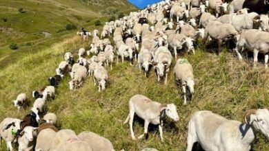 В Пиренеях Льейды стадо овец и коз помогает бороться с пожарами