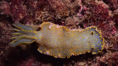 Искусственные рифы в Барселоне за год привлекли более 100 видов морских обитателей