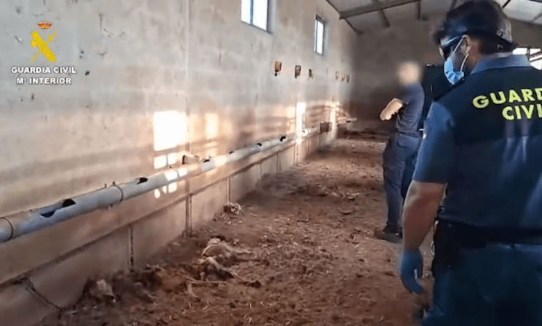 Hunter in Extremadura Suspected of Causing Death of 32 Dogs from Starvation and Thirst