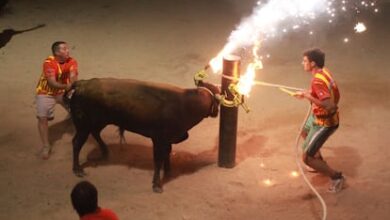 Муниципалитет в Таррагоне оштрафован за инцидент с быком на празднике correbou