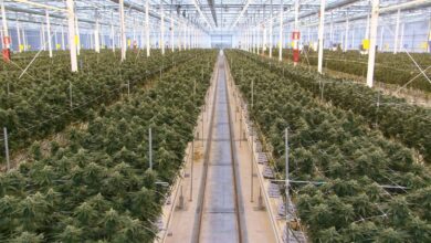 В Сории началось промышленное выращивание медицинского каннабиса