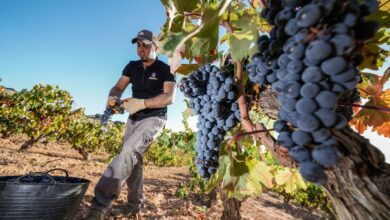 Как музей вина в Пеньяфьеле изменил туризм и экономику Риберы дель Дуэро