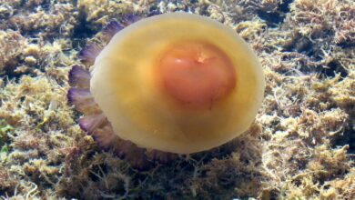 На пляжах Андалусии этим летом замечены медузы 'яичница' и опасные синие драконы