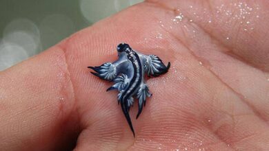 Пляжи Гуардамара в Аликанте закрыты из-за появления редкого «синего дракона»