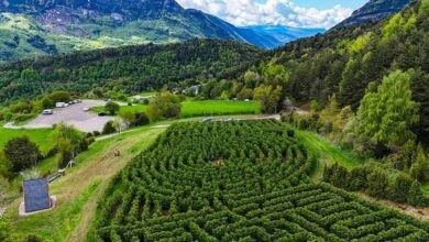 В Арагонских Пиренеях открылся новый туристический аттракцион — гигантский лабиринт из четырех тысяч кипарисов.