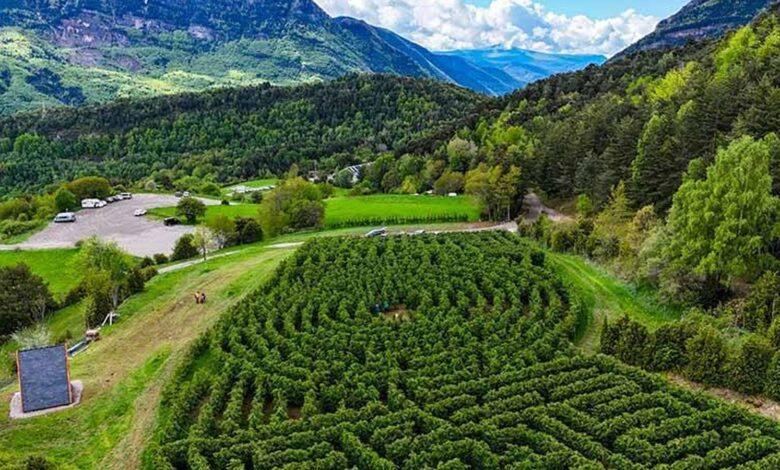 В Арагонских Пиренеях открылся новый туристический аттракцион — гигантский лабиринт из четырех тысяч кипарисов.