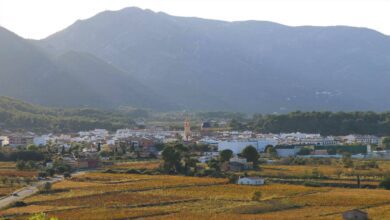 Хало в Аликанте: Откройте для себя уникальное сочетание виноделия