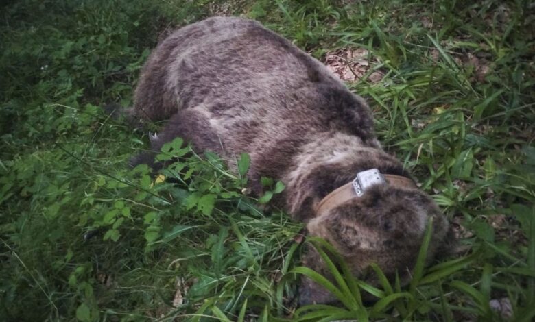В Астурии обнаружен мертвым радиомеченый бурый медведь: начато расследование