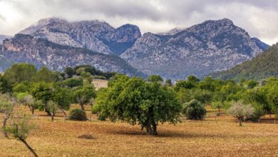 На Майорке представили новый четырехдневный велосипедный маршрут по самым живописным местам горного хребта Сьерра-де-Трамунтана.