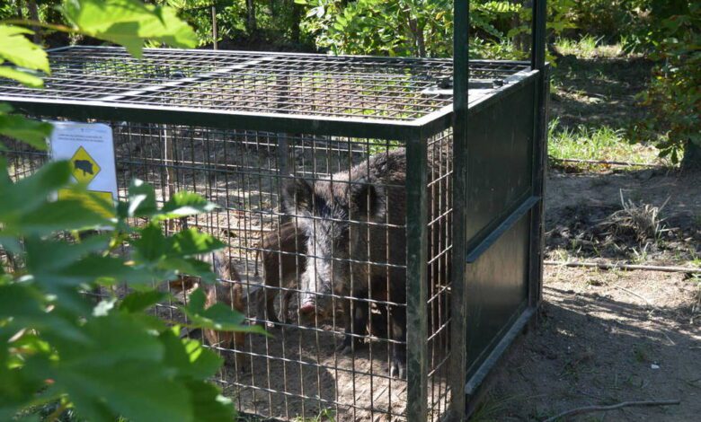 Las autoridades de Madrid declaran emergencia cinegética temporal por aumento de jabalíes