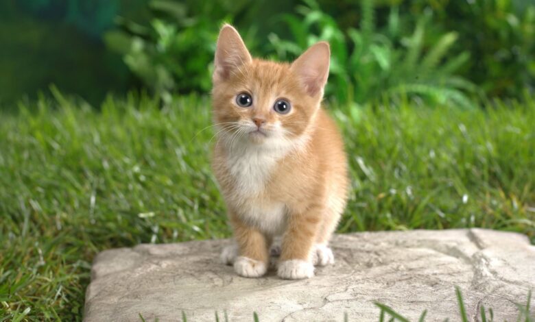 En tu casa apareció un gatito: guía completa para el propietario principiante