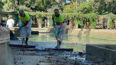 В Севилье и провинции выявлено пять очагов птичьего гриппа за неделю