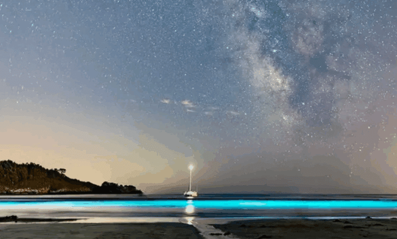 Unique Bioluminescent Beach Zone Discovered on the Coast of Galicia
