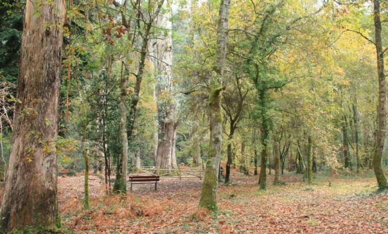 Some of the Tallest Trees in Spain and Europe Grow in the Forests of Galicia