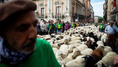 Тысячи овец и коз прошли по центру Мадрида в честь традиции