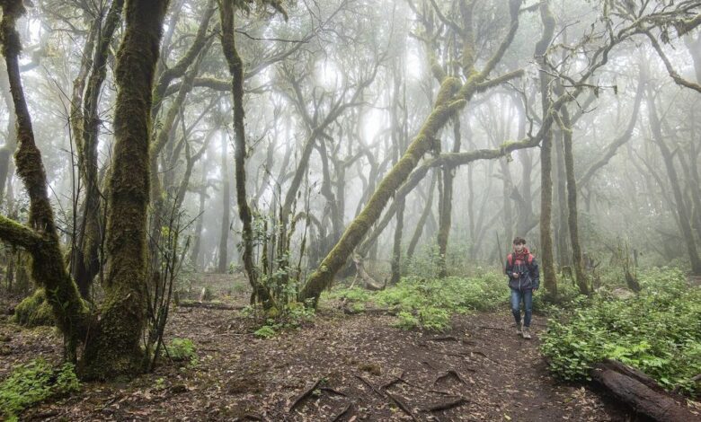 Гарахонай – затерянный мир Канарских островов где туман хранит доисторический лес