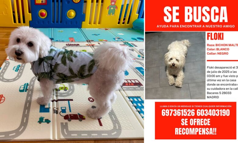 En Madrid aumenta el número de hoteles ilegales para perros y las desapariciones de animales