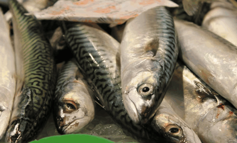 En el Mediterráneo ha disminuido bruscamente la cantidad de omega 3 en el pescado