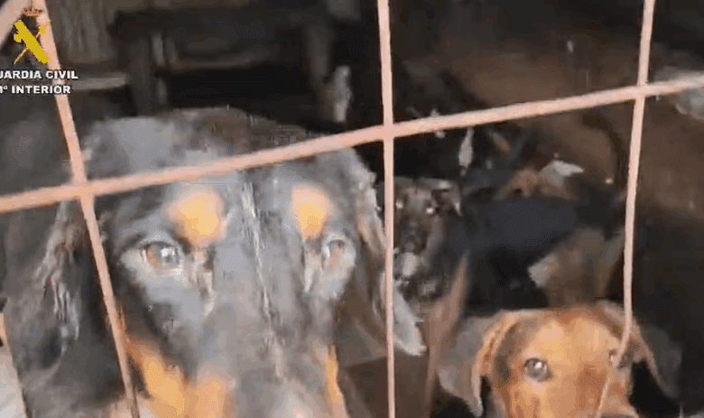 Over 50 Dogs Rescued from Unsanitary Conditions in Arganda del Rey