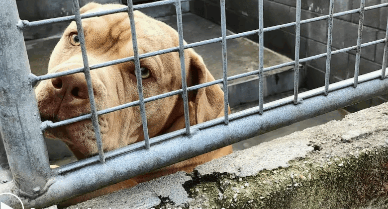 Scandal Erupts Over Euthanasia of Dog at Bando Shelter: Animal Rights Activists Take Legal Action