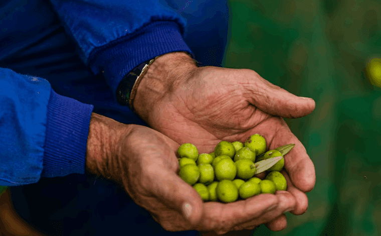Испания вводит механизм стабилизации цен на оливковое масло в 2025 году