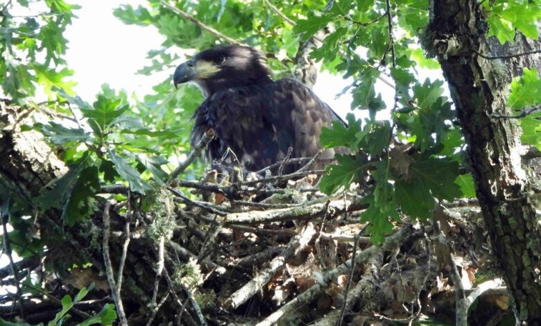 En León nace por primera vez en 150 años un pollo del águila pigargo desaparecida