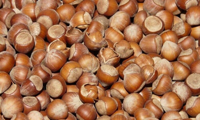 The Future of Tarragona’s Nut Orchards at Risk Due to Climate and Market