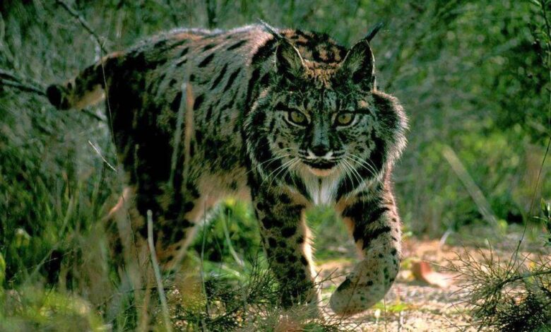 Sierra de Andújar: el mundo perdido del lince ibérico y la naturaleza virgen en el corazón de Andalucía