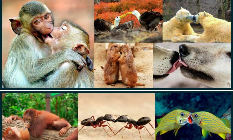 Scientists Discover: Kissing Originated in Great Ape Ancestors Millions of Years Ago