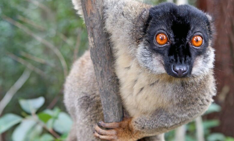 En Madagascar, la élite genera demanda de carne de lémur y pone en peligro su supervivencia