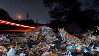 Лучшие снимки дикой природы года выбраны на конкурсе Nature inFocus 2025