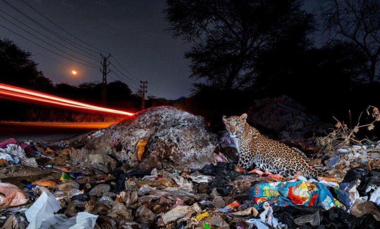 Las mejores fotografías de naturaleza del año elegidas en Nature inFocus 2025
