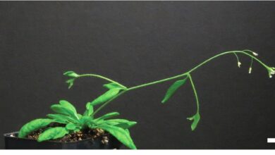 Ученые раскрыли скрытый механизм