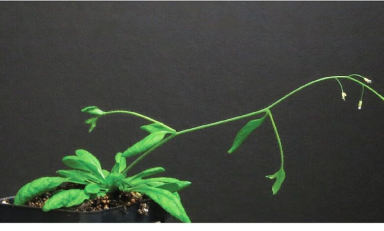 Scientists Reveal Hidden Mechanism That Drives Plants to Grow Towards the Ground Despite Gravity