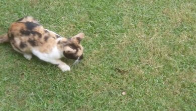 Как соцсети раскрыли тайны охоты кошек на насекомых по всему миру