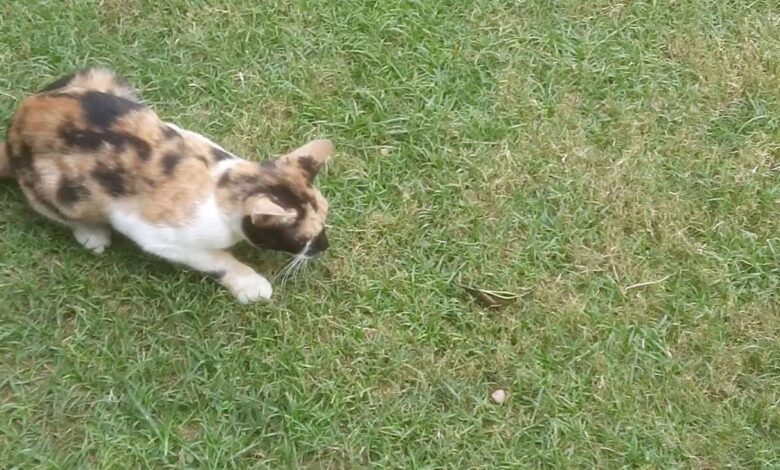 Cómo las redes sociales revelaron los secretos de la caza de insectos por gatos en todo el mundo