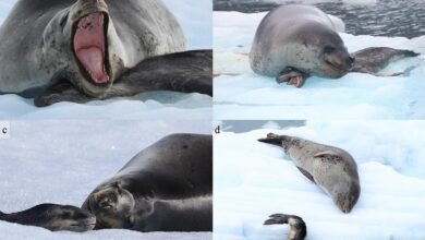 В Антарктике самка морского леопарда три недели не покидала погибшего детеныша