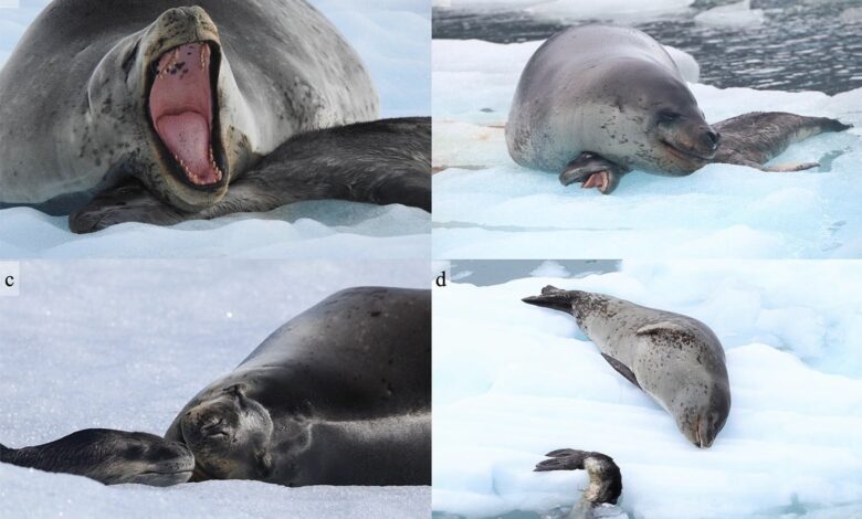 In Antarctica, a Female Leopard Seal Stayed by Her Dead Pup for Three Weeks
