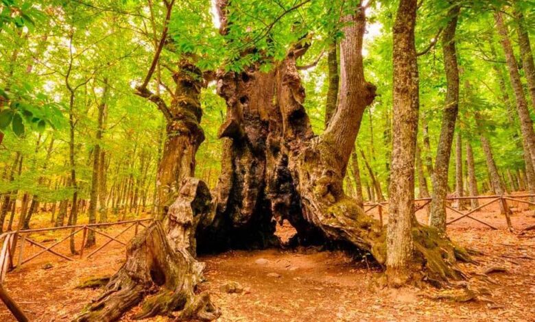 Rosalía Inspires Limited Edition Yemas de Santa Teresa with Sauvignon Blanc