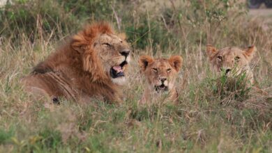 Π£ΡΠ΅Π½ΡΠ΅ Π²ΡΡΠ²ΠΈΠ»ΠΈ ΡΠ΅Π³ΠΈΠΎΠ½Π°Π»ΡΠ½ΡΠ΅ ΠΎΡΠΎΠ±Π΅Π½Π½ΠΎΡΡΠΈ ΡΡΠΊΠ° Π»ΡΠ²ΠΎΠ² Ρ ΠΏΠΎΠΌΠΎΡΡΡ ΠΈΡΠΊΡΡΡΡΠ²Π΅Π½Π½ΠΎΠ³ΠΎ ΠΈΠ½ΡΠ΅Π»Π»Π΅ΠΊΡΠ°