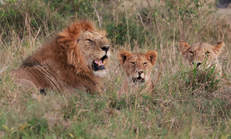 Scientists use AI to reveal regional differences in lion roars
