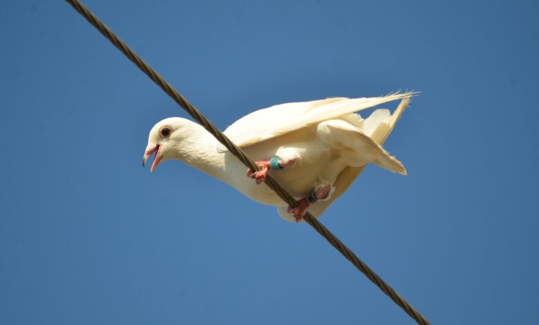 How Pigeons’ Inner Ear Helps Them Navigate Over Vast Distances
