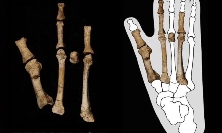 Scientists Unveil Mystery of Lucy’s Ancient Neighbor: New Australopithecus Species Discovered