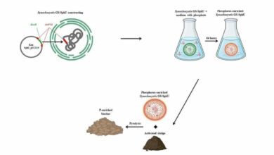 Российские ученые создали уникальную цианобактерию для эффективной очистки сточных вод
