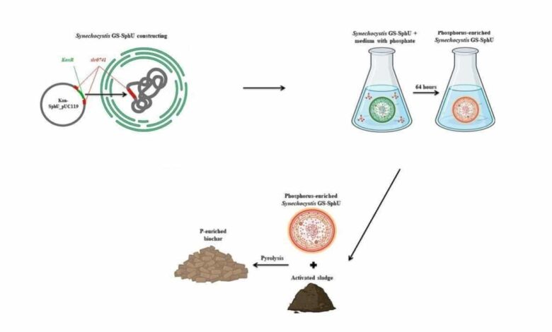 Russian Scientists Develop Unique Cyanobacteria for Efficient Wastewater Treatment
