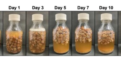 Ученые раскрыли секрет древнеримского вина из изюма и подтвердили его эффективность
