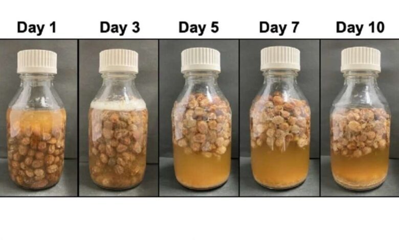 Scientists Uncover the Secret of Ancient Roman Raisin Wine and Prove Its Effectiveness