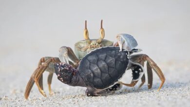 Фотографии года: кто победил в British Photography Awards 2025 среди водных обитателей